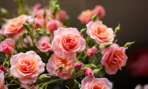 Acești trandafiri au culoarea living coral, după părerea specialiștilor jpeg