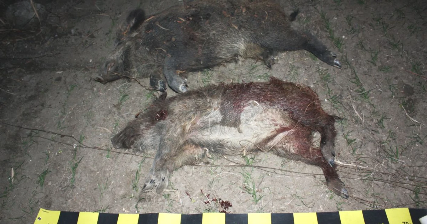 Mistreţi împuşcaţi. FOTO: Arhivă