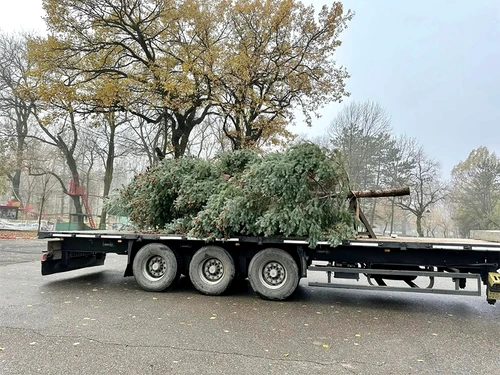 Bradul de anul acesta a fost montat în Parcul Crângului