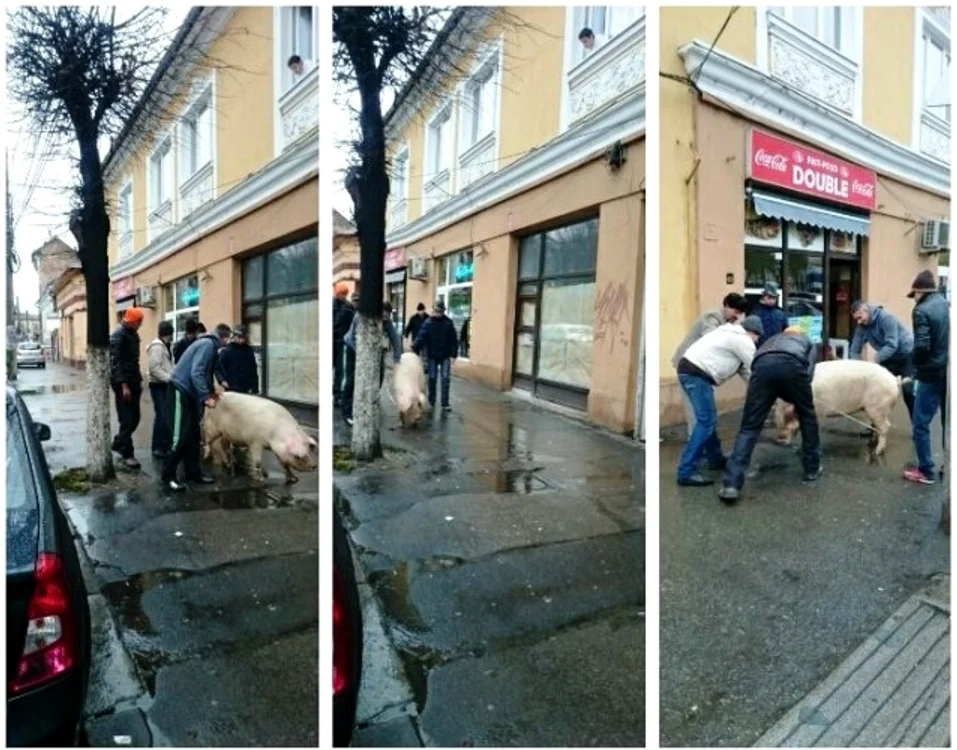 Bărbaţii care plimbau porcul au fost fotografiaţi de un trecător