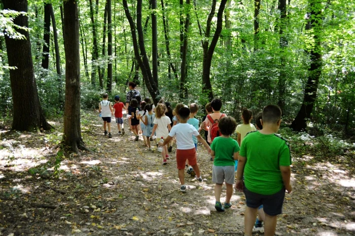 Pădurea Trivale / Foto Gherzan Cătălin