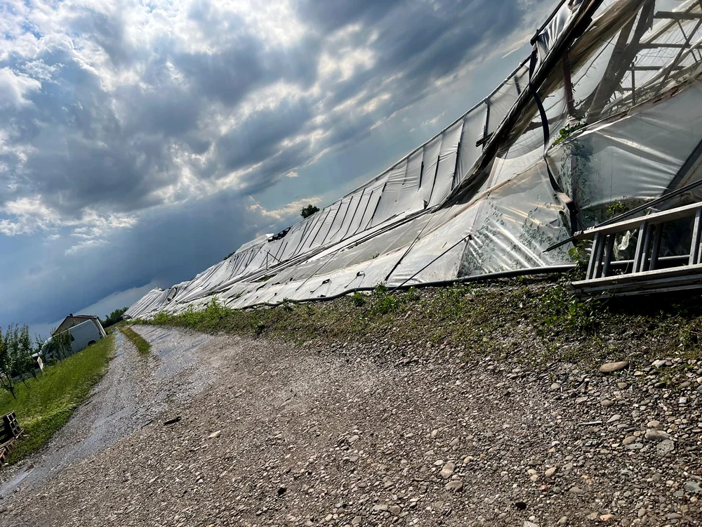 Solarii puse la pământ trebuie înlocuite FOTO: arhiva fermieri