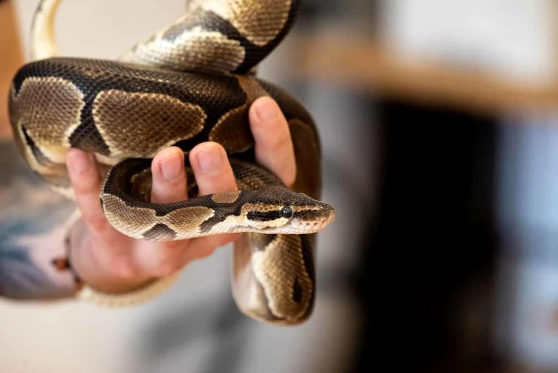 Animalele lui Mark Benedek FOTO arhivă personală