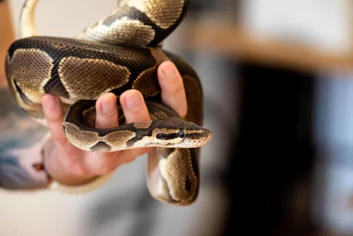 Animalele lui Mark Benedek FOTO arhivă personală