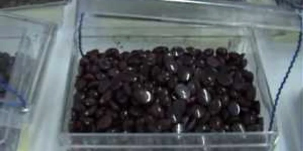 Rubinele au fost evaluate la peste două milioane de euro