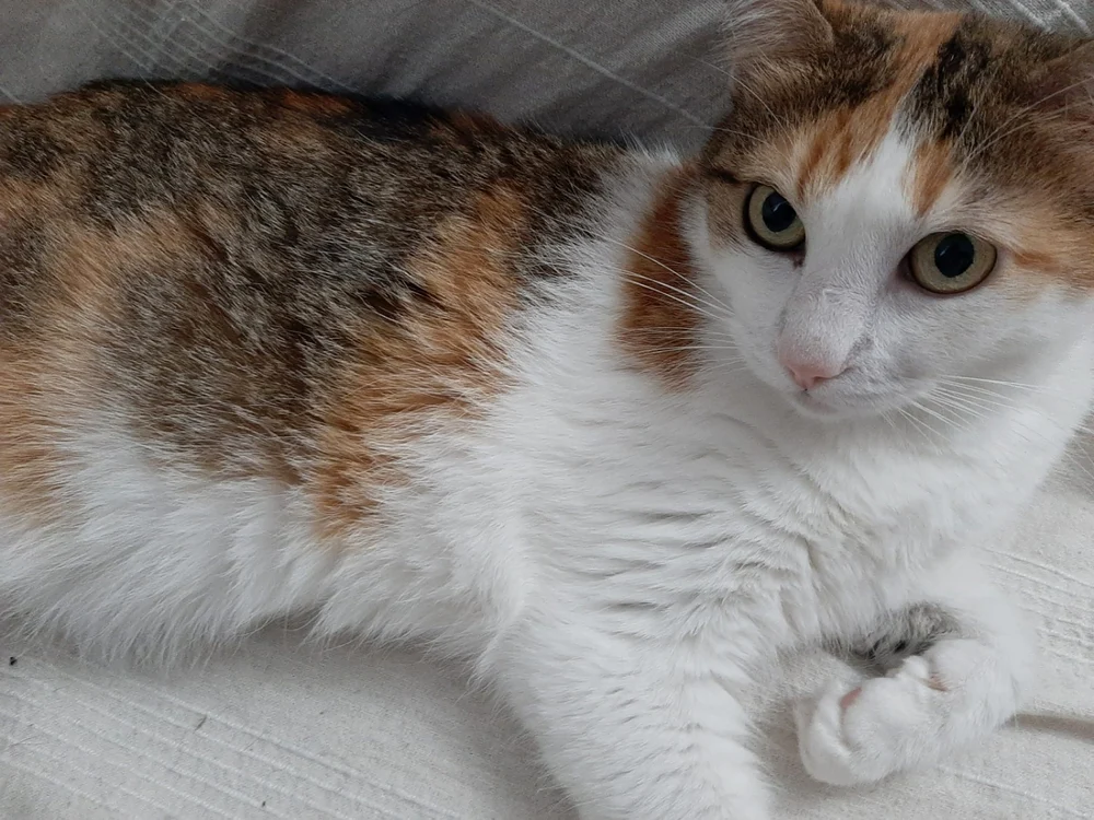 Numărul maxim admis este de două animale într-un  apartament, avertizează IPJ Argeş. Foto Cristina Stancu