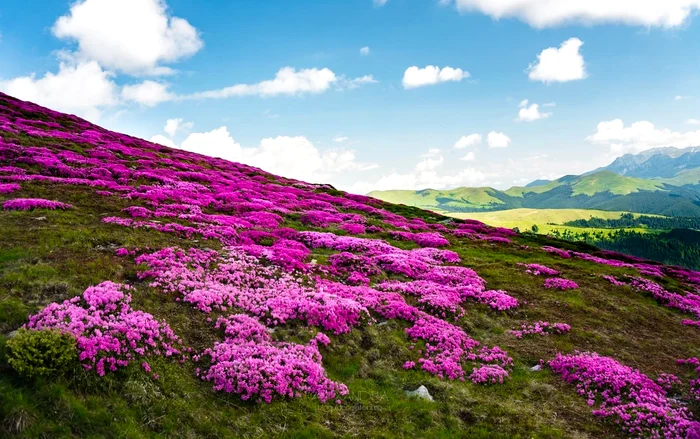 Marea de Rododendron din Masivul Leaota. FOTO Bloguldecalatorii.ro