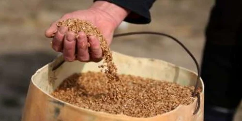 Grâul luat de femeie din Ungaria a fost sechestrat de Garda Financiară