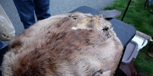 BeaverPelt (5118396762) jpg
