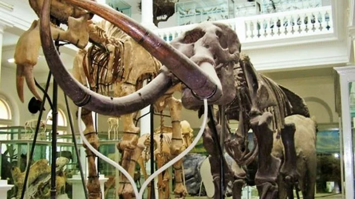 Muzeul Antipa Foto: Facebook