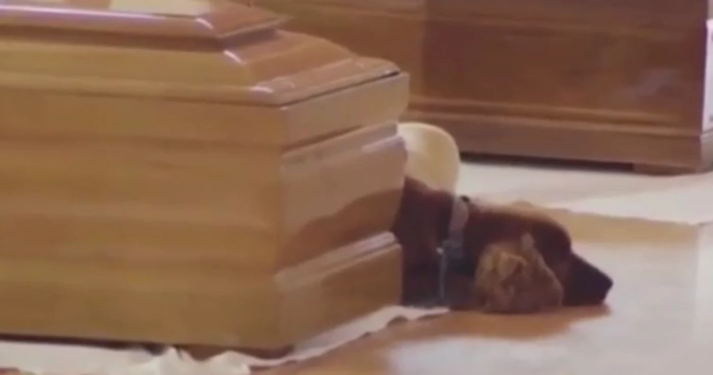 
    Un câine credincios nu a vrut să se despartă de sicriul stăpânuluiFoto: captură video  