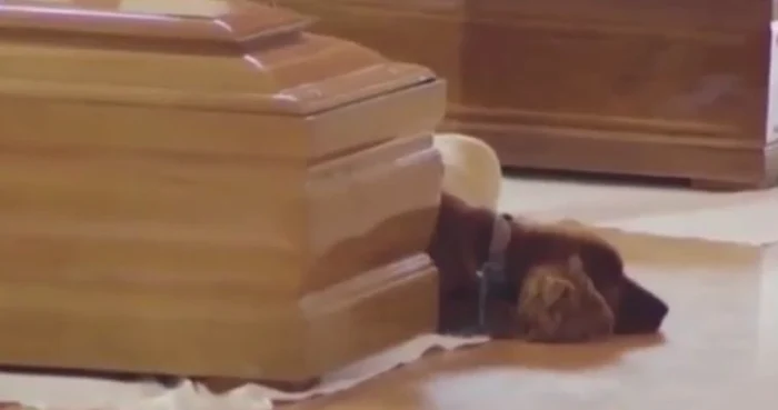 Un câine credincios nu a vrut să se despartă de sicriul stăpânuluiFoto: captură video