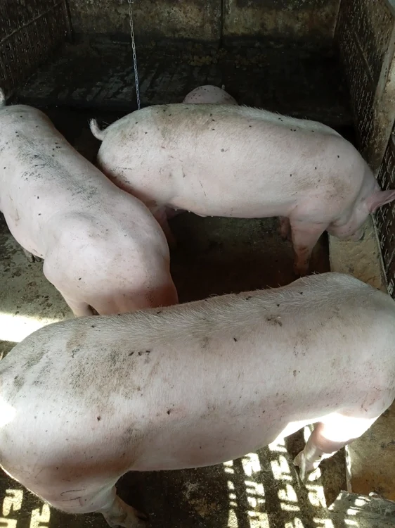 Porc de Crăciun. FOTO: Alin Zamfirescu/ Facebook
