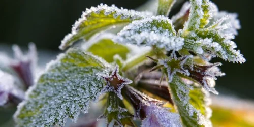 O floare este acoperită de brumă în Valea Principalis lângă Nagykanizsa Ungaria. FOTO EPA-EFE