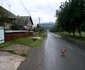 o gaina trece strada jpg