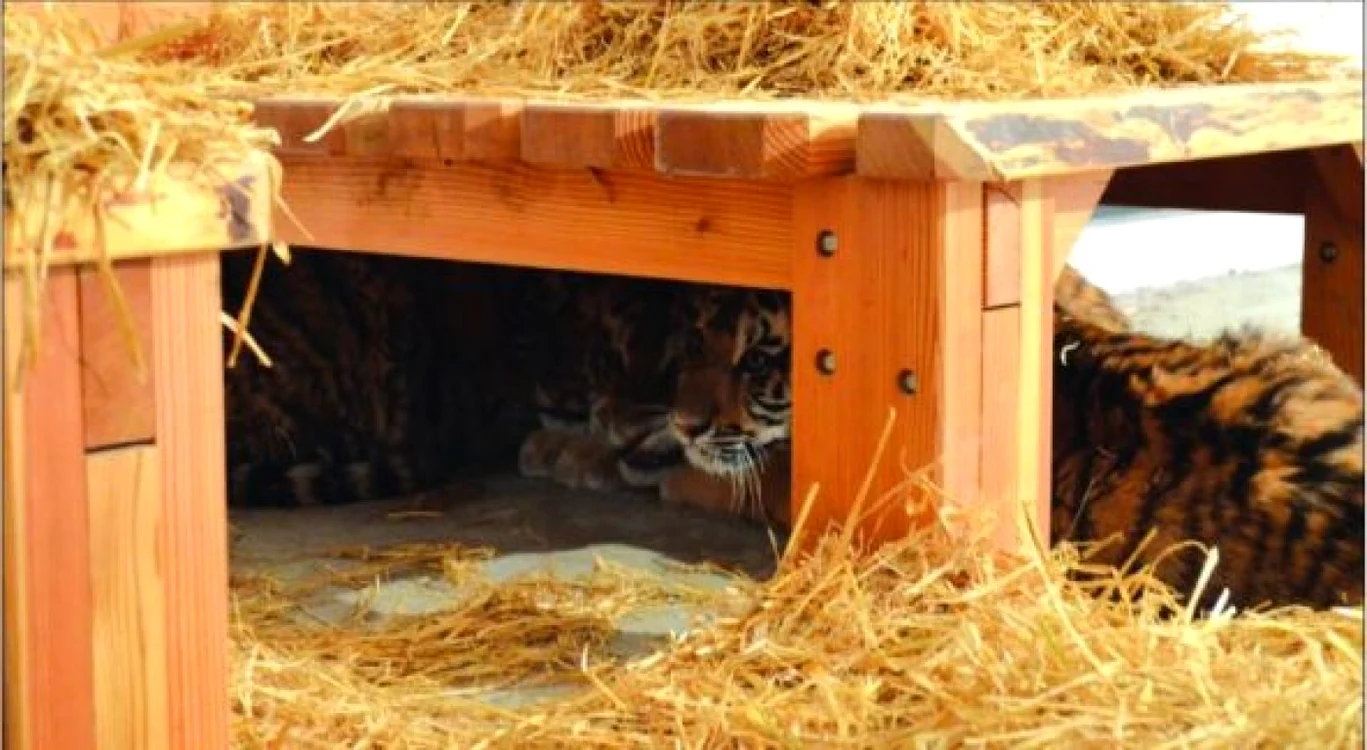 Cei trei tigrişori sunt încă foarte timizi şi urmează să se obişnuiască cu noua lor casă. FOTObzb.ro