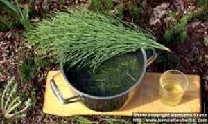 ceaiul de coada calului images jpeg