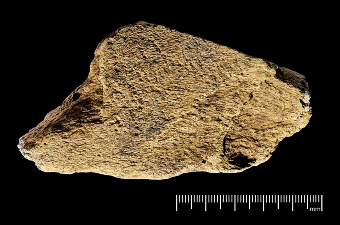 Unealta din os de elefant prezintă urme de lovire (© Natural History Museum Photo Unit)