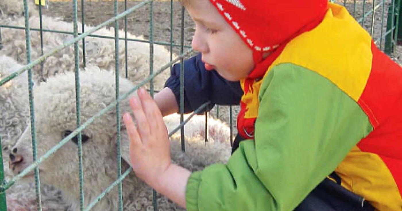 Andreea a fost adusă de părinţi la Târgul de miei din Apărătorii Patriei să se joace cu animalele 