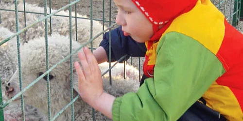 Andreea a fost adusă de părinţi la Târgul de miei din Apărătorii Patriei să se joace cu animalele 