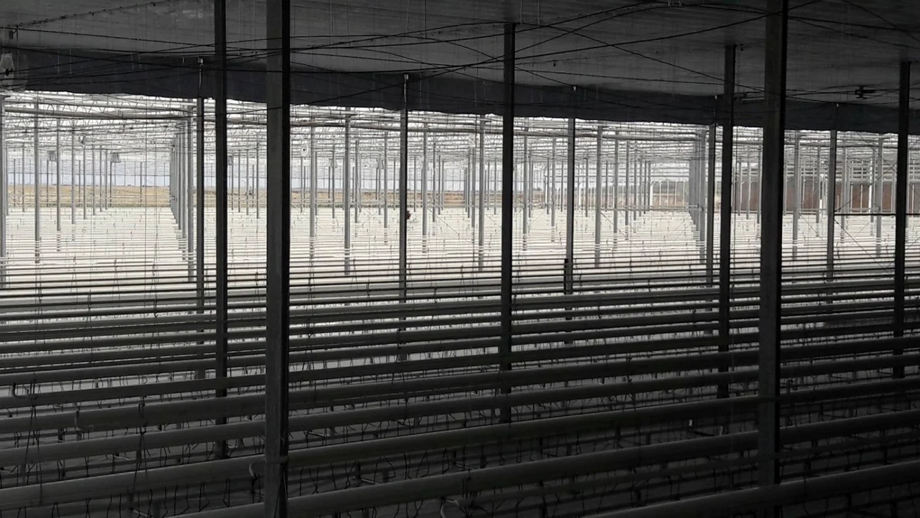 Cea mai modernă seră din România a fost construită de olandezi în judeţul Timiş FOTO Ş.Both