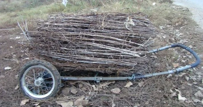 Prinşi la furat FOTO IJJ Tulcea