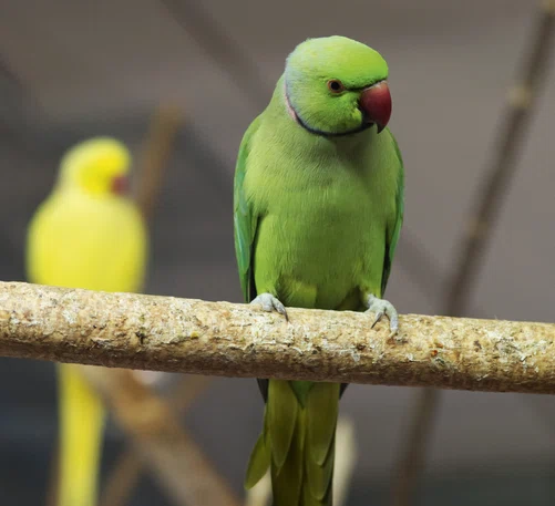 Micul Alexandru poate învăţa până la 250 de cuvinte / foto: Shutterstock