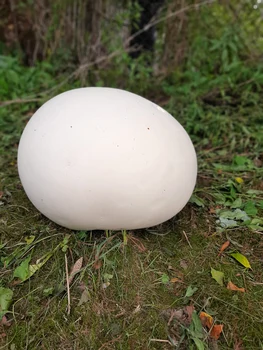 Ciupercile uriașe cântăreeau mai bine de 3 kilograme, fiecare. FOTO. Eugen Panait