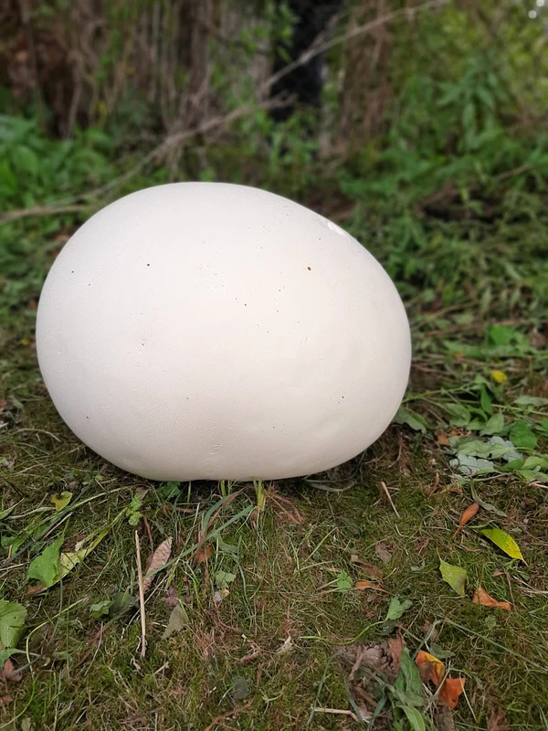 Ciupercile uriașe cântăreeau mai bine de 3 kilograme, fiecare. FOTO. Eugen Panait