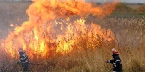 Incendiul a mistuit 5.000 de metri pătraţi de vegetaţie.