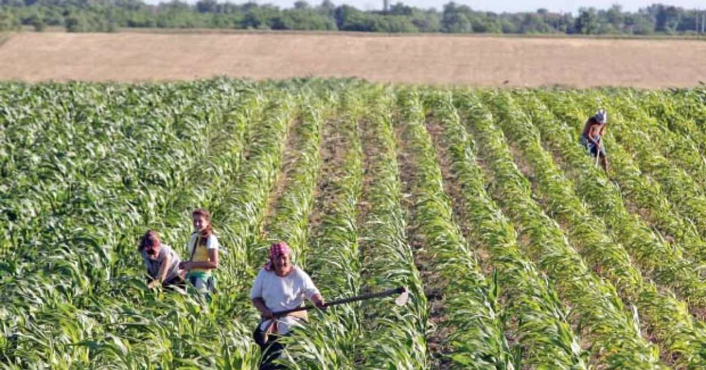 Agricultura rămâne în continuare una dintre forțele motrice de creștere a economiei