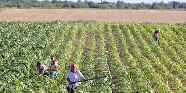 Agricultura rămâne în continuare una dintre forțele motrice de creștere a economiei
