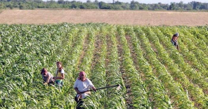 Agricultura rămâne în continuare una dintre forțele motrice de creștere a economiei