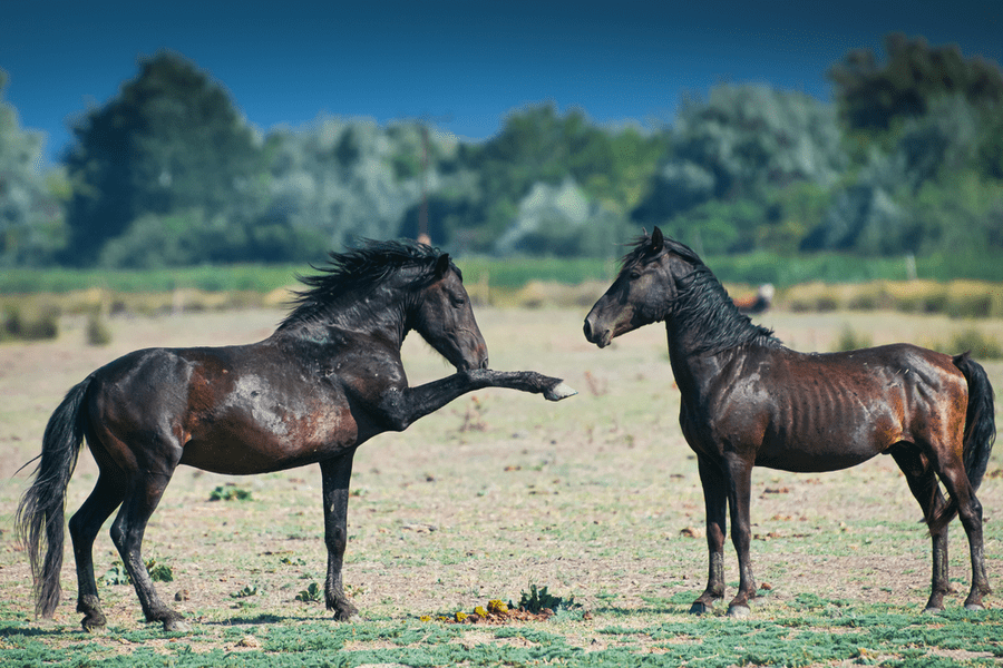 Guvernatorul ARBDD, despre caii din Delta Dunării: „Nu vor dispărea!”. Ce vor să facă autoritățile cu aceste animale