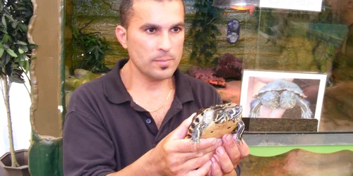 Ţestoasa cu două capete