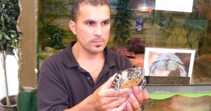 Ţestoasa cu două capete