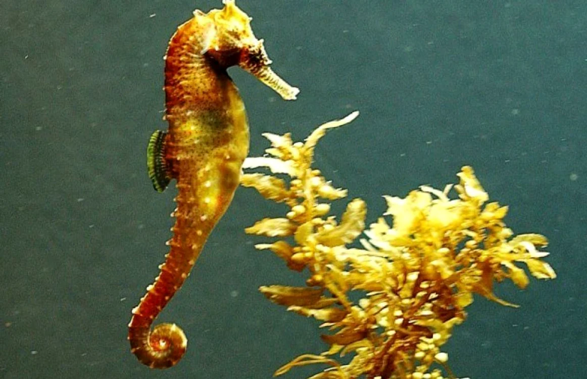 Caluti de mare auriti modificati genetic FOTO Amazing Beautiful World