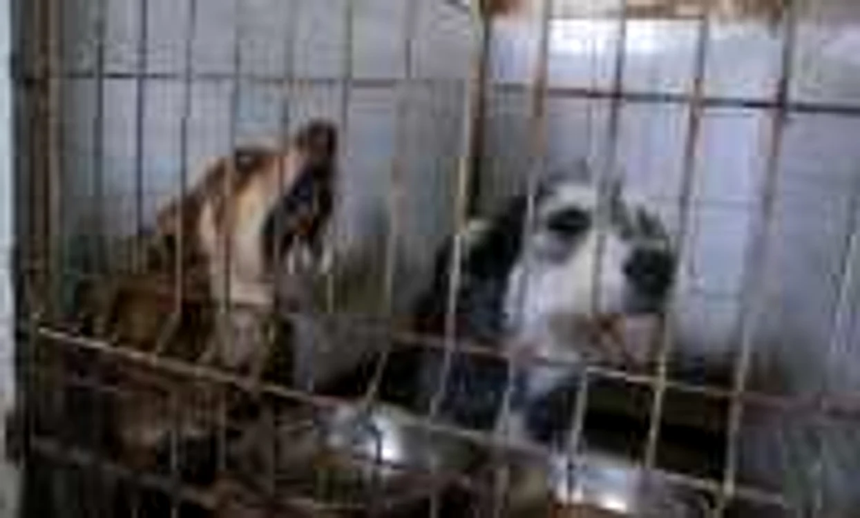 Edilii încearcă să reducă numărul de animale fără stăpân. FOTO: Ştefan Both