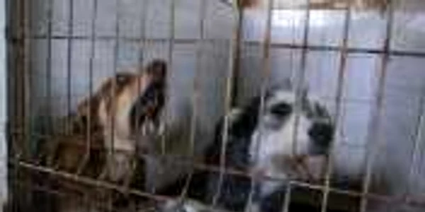 Câinii de pe stradă sunt duşi la adăpostul societăţii Danyflor