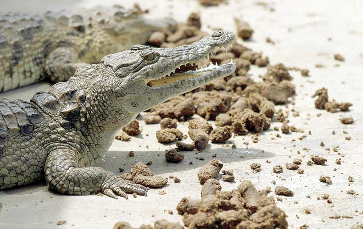 
    Pielea reptilelor  vegetariene e mai  strălucitoare (foto: reuters)  