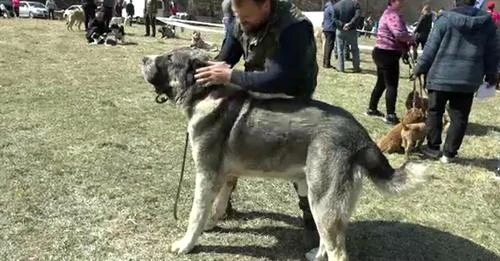 Un ciobănesc din Asia Centrală de 115 kg a fost vedeta expoziției. Foto: captură stirileprotv.ro