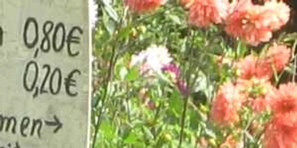 Austria: Peisaj din regiunea turistică viticolă Sud Steiermark
