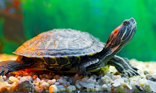 1 46421 original jpg jpeg