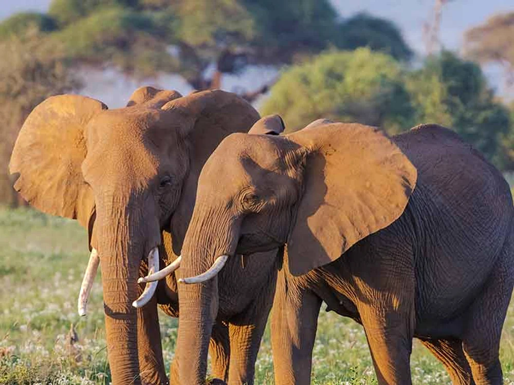 elephant jpg jpeg