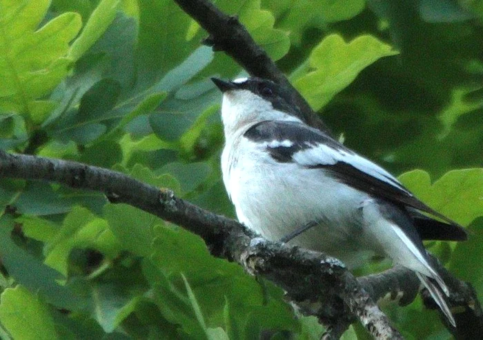 Muscarul semigulerat, fotografiat de Szabó József