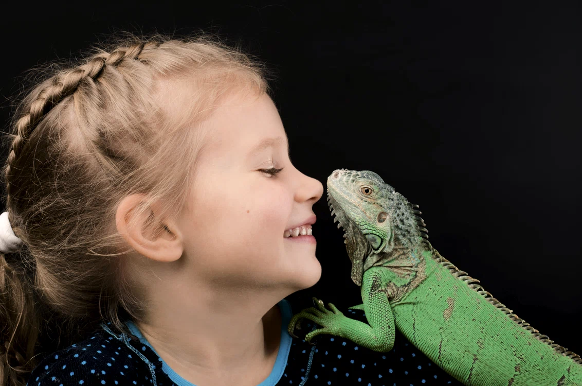 1 iguana shutterstock 562350547 jpg jpeg