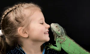 1 iguana shutterstock 562350547 jpg jpeg
