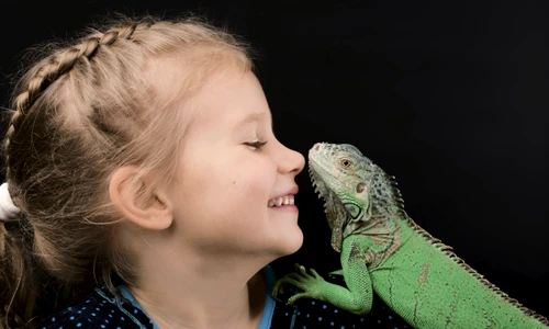 1 iguana shutterstock 562350547 jpg jpeg