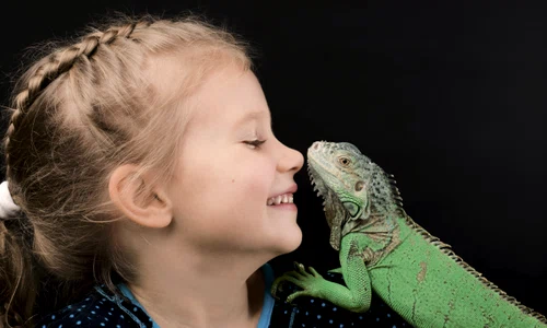 1 iguana shutterstock 562350547 jpg jpeg