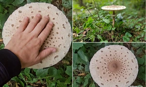 Palaria Sarpelul  Foto Daniel Guță jpg